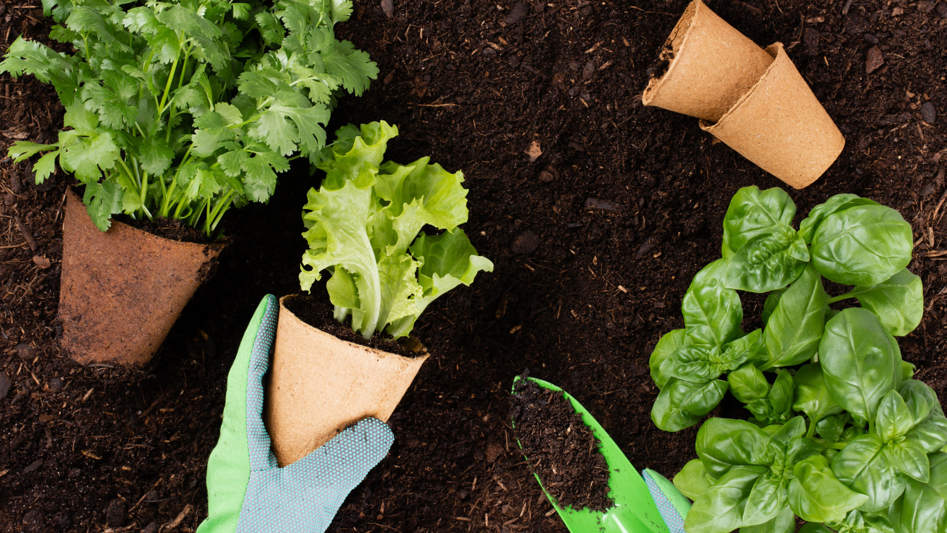 Read more about the article Top Tips for Sustainable Home Gardening