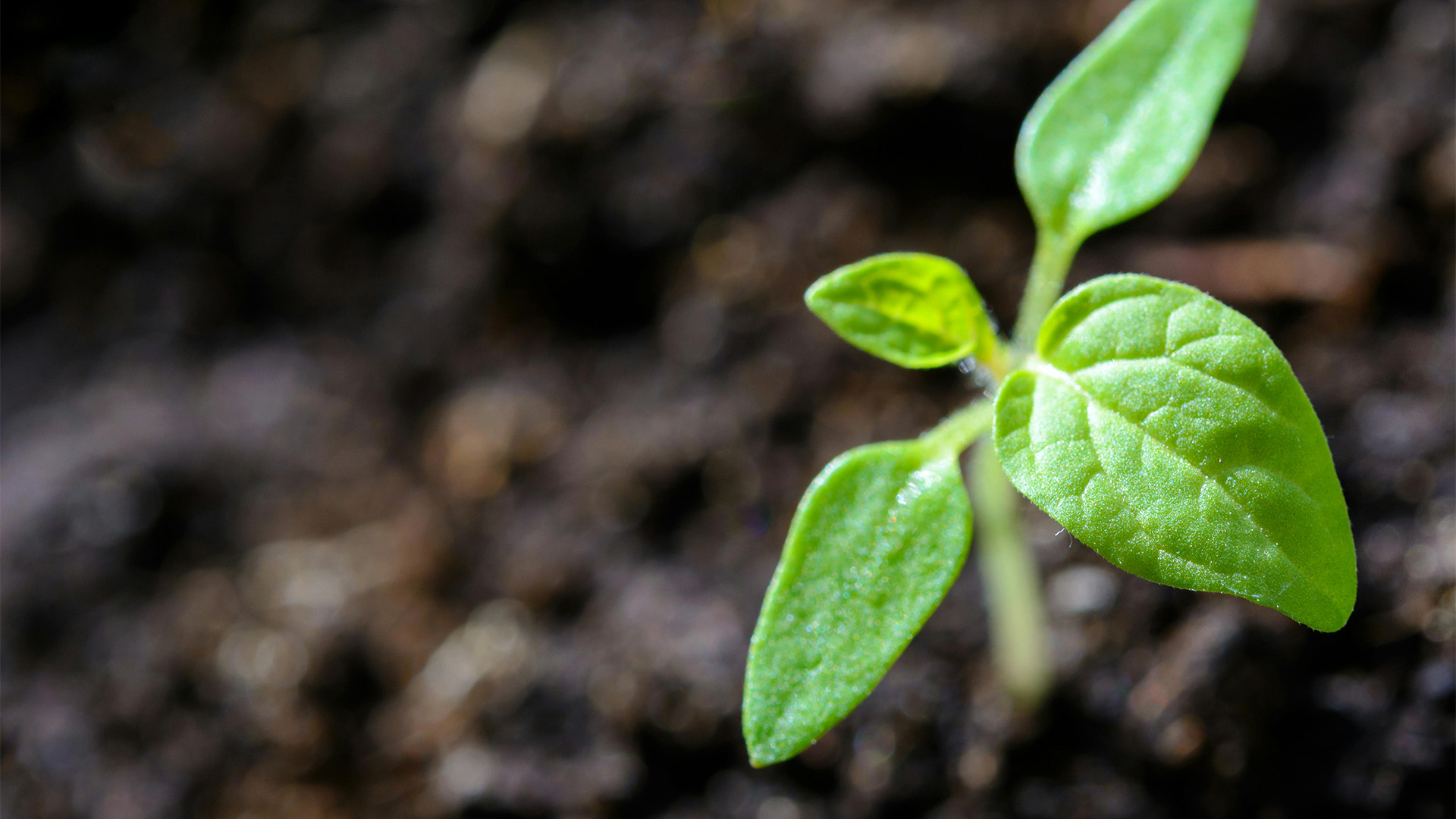 You are currently viewing The Green Benefits of Gardening at Home